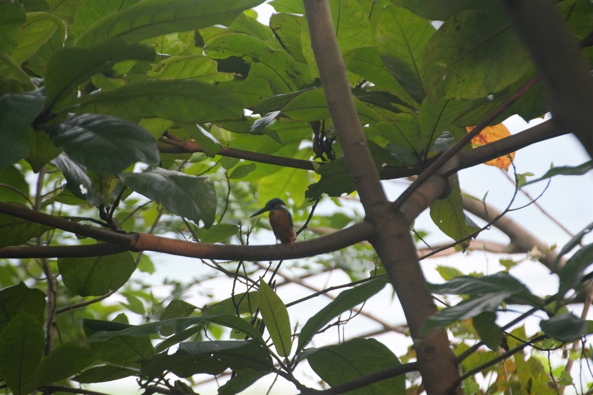 Common Kingfisher - ML271410371