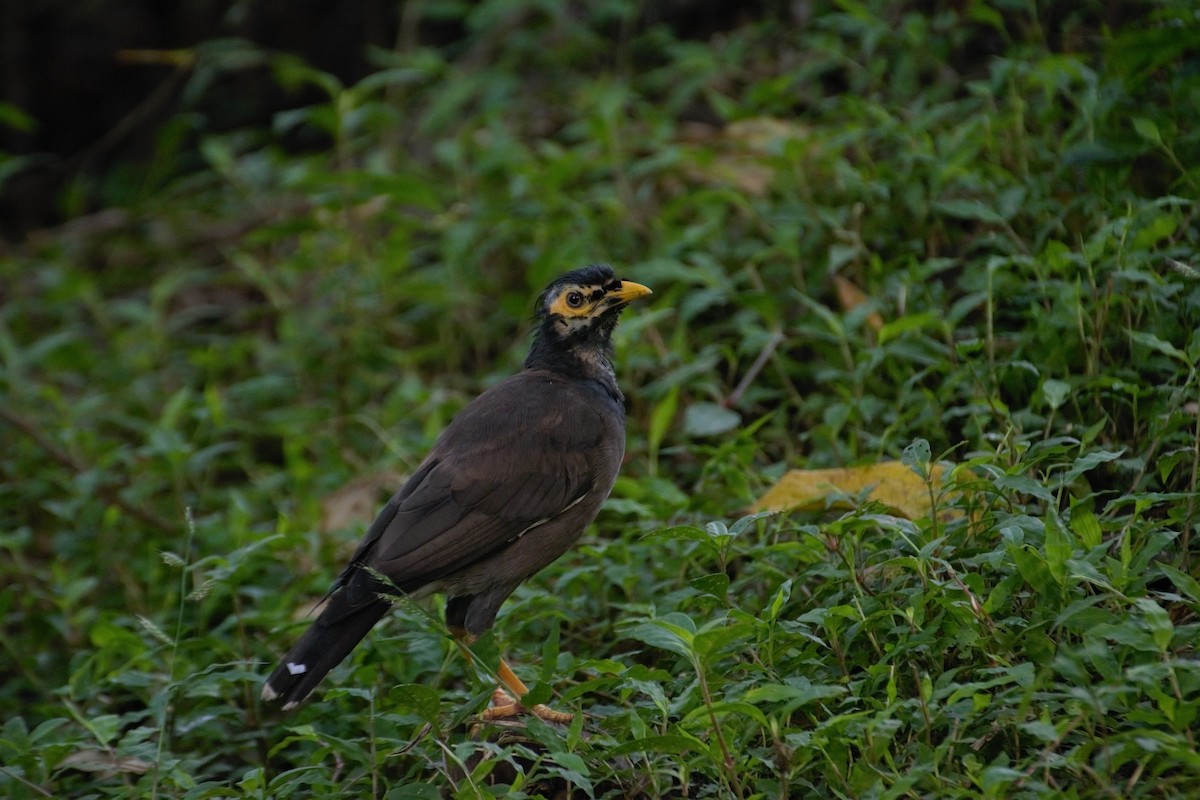 Common Myna - ML271410571