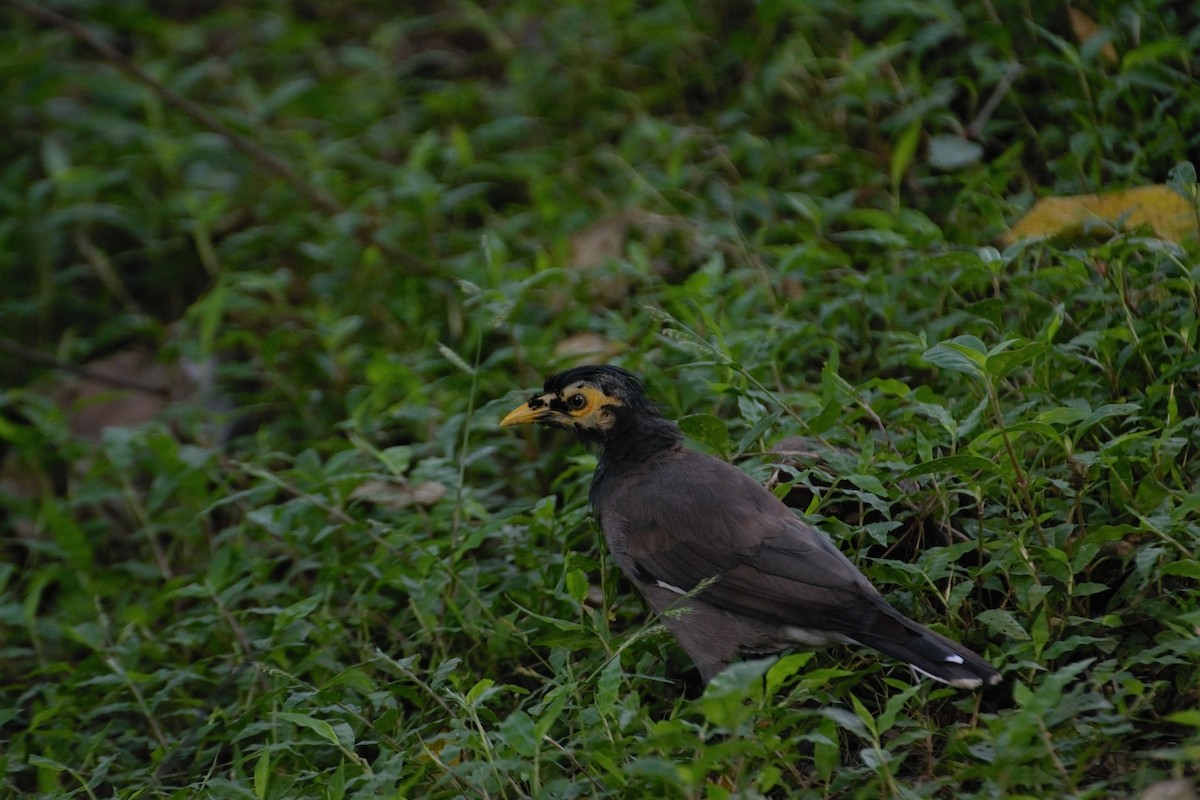 Common Myna - ML271410581