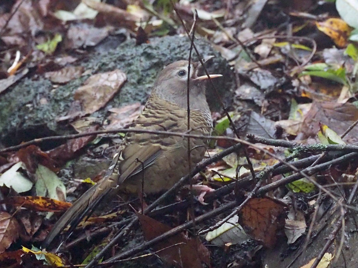 Barred Laughingthrush - ML271413081