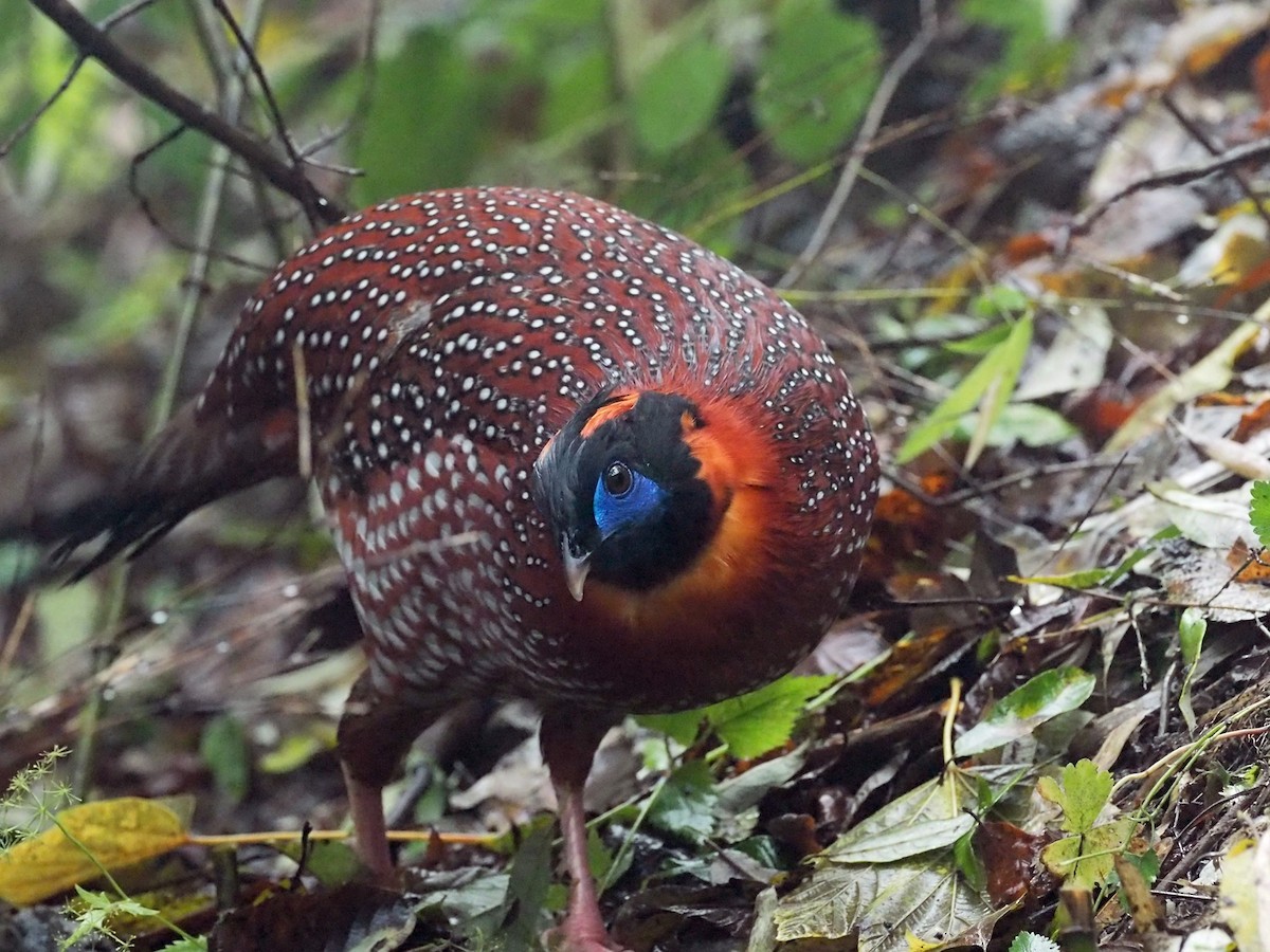Temminck's Tragopan - ML271413361