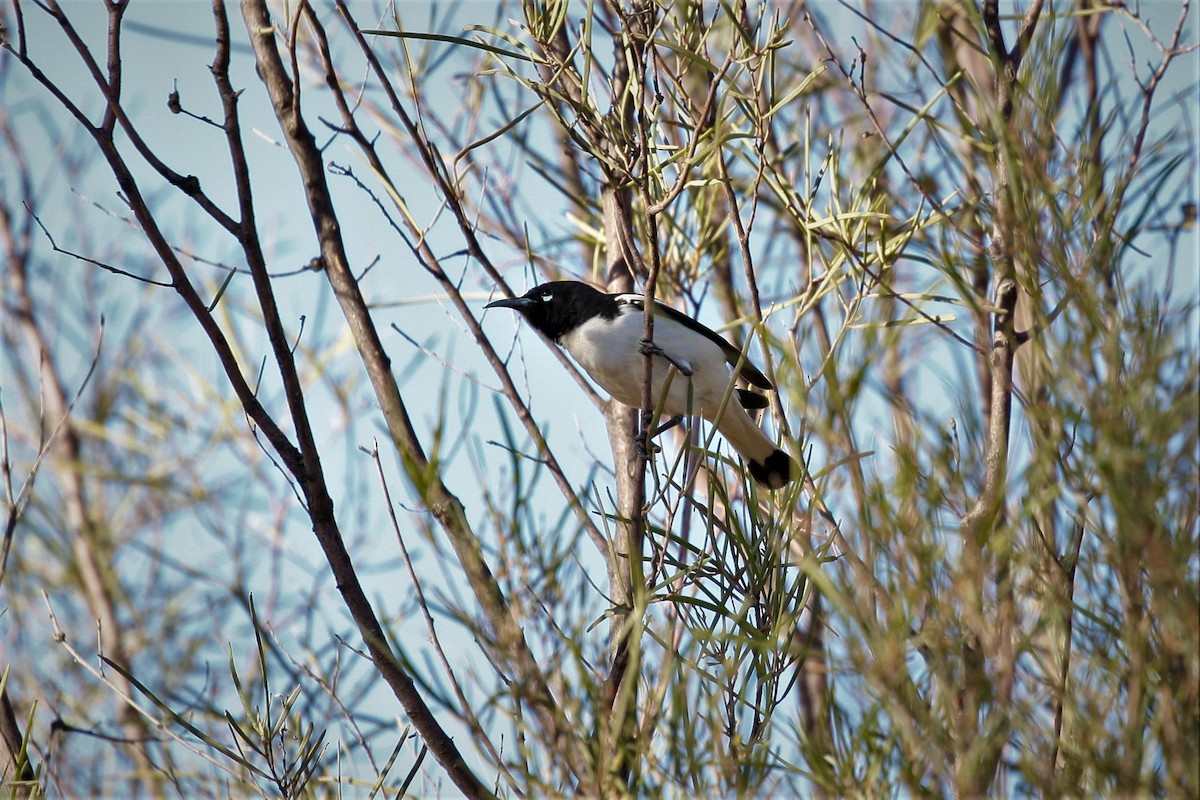 Pied Honeyeater - ML271413621