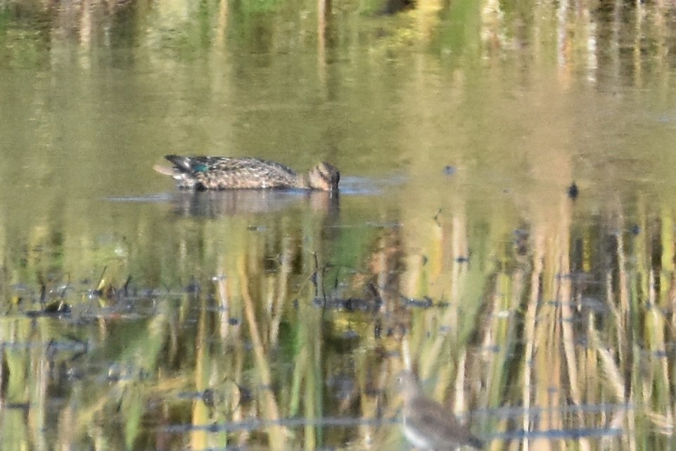 Green-winged Teal - ML271413971