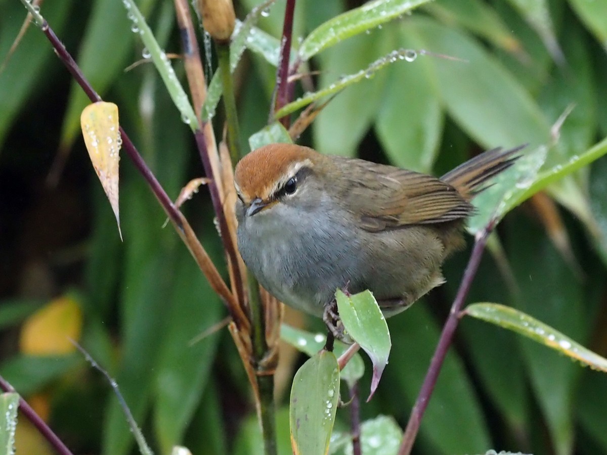 Gray-sided Bush Warbler - ML271414811