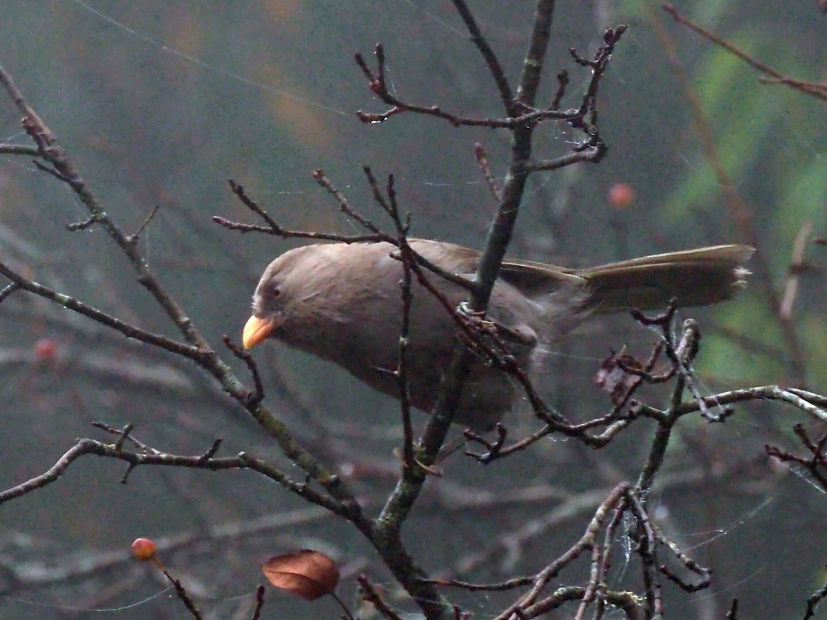 Great Parrotbill - ML271414821