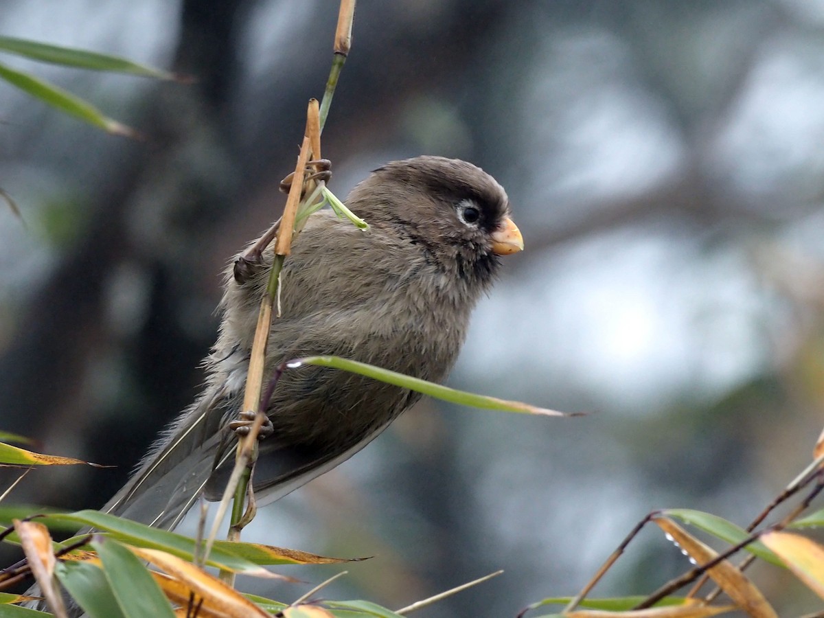 Three-toed Parrotbill - ML271414871