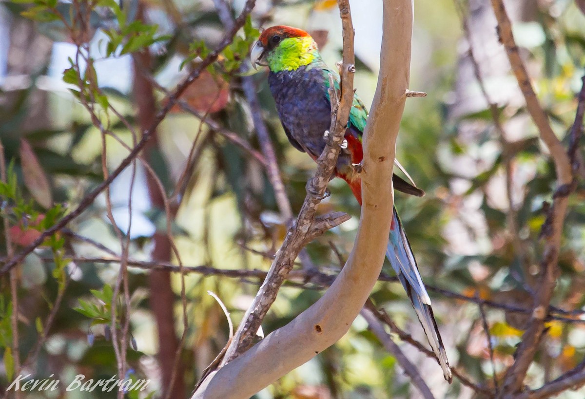 Red-capped Parrot - Kevin Bartram