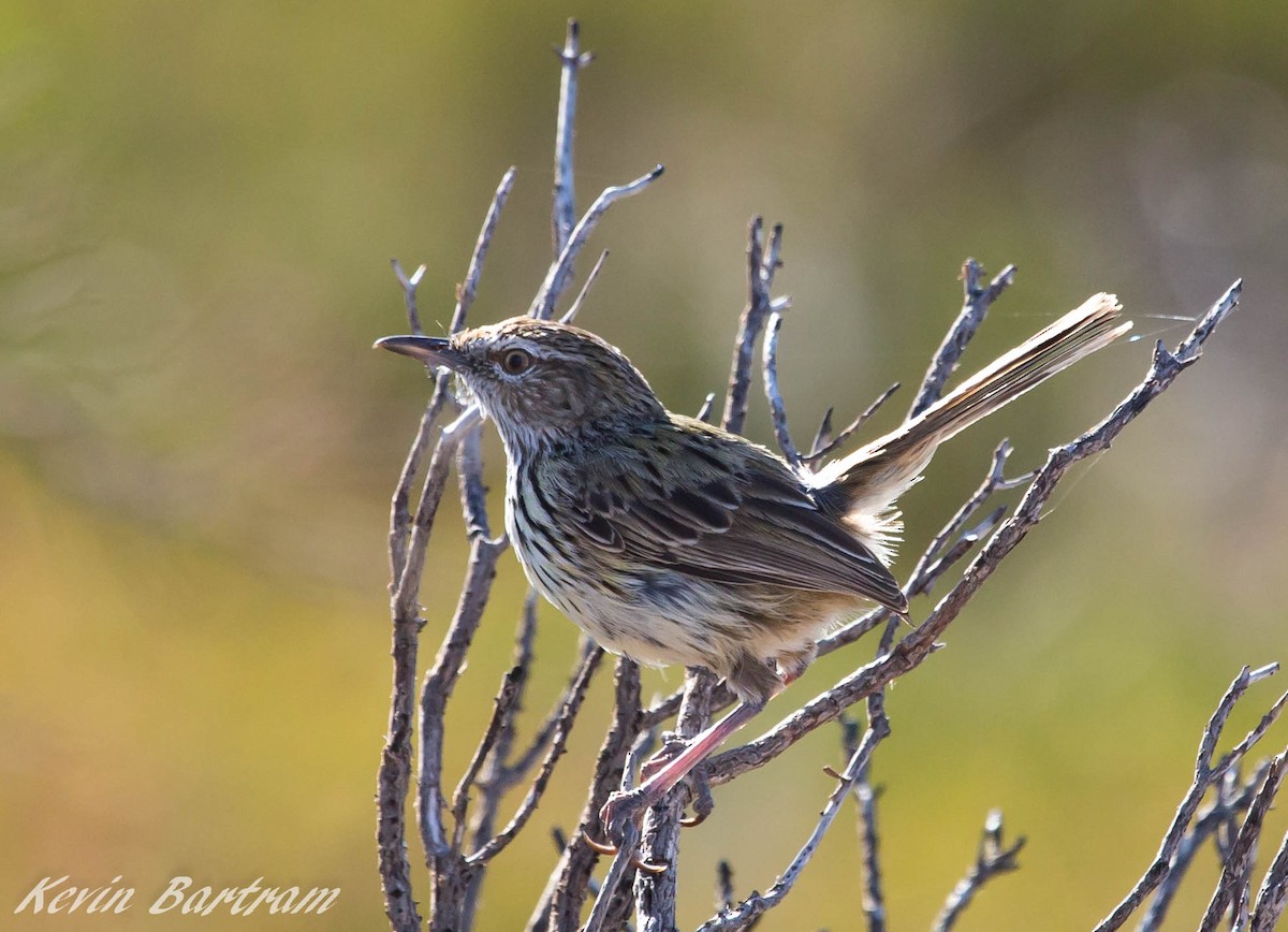 Western Fieldwren - Kevin Bartram