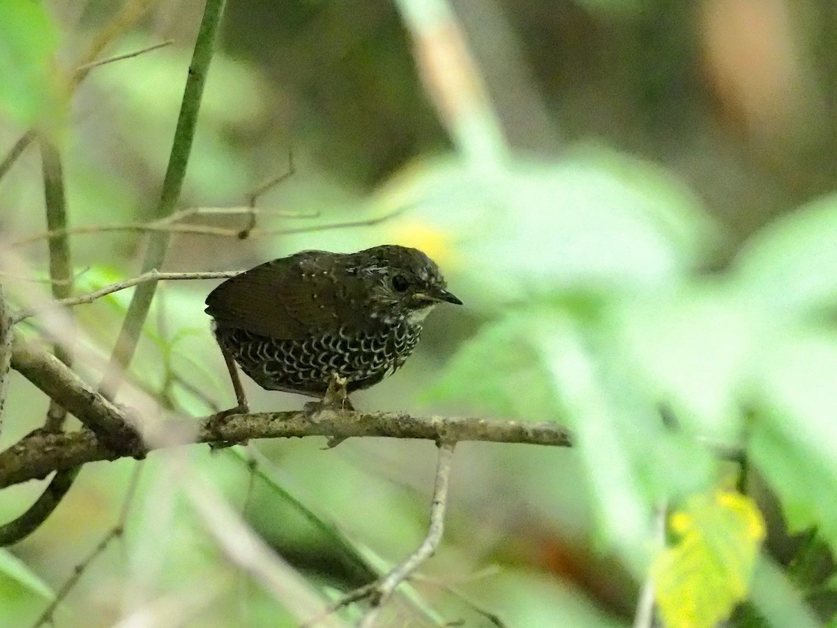 Scaly-breasted Cupwing (Chinese) - ML271417761