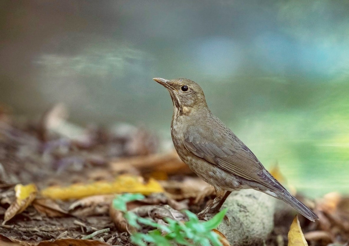 Tickell's Thrush - ML271417901