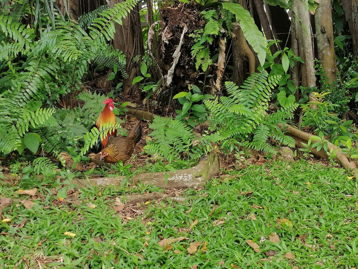 Red Junglefowl - ML271418091