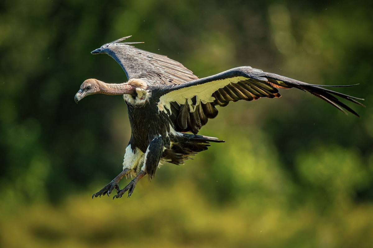 White-rumped Vulture - ML271418321