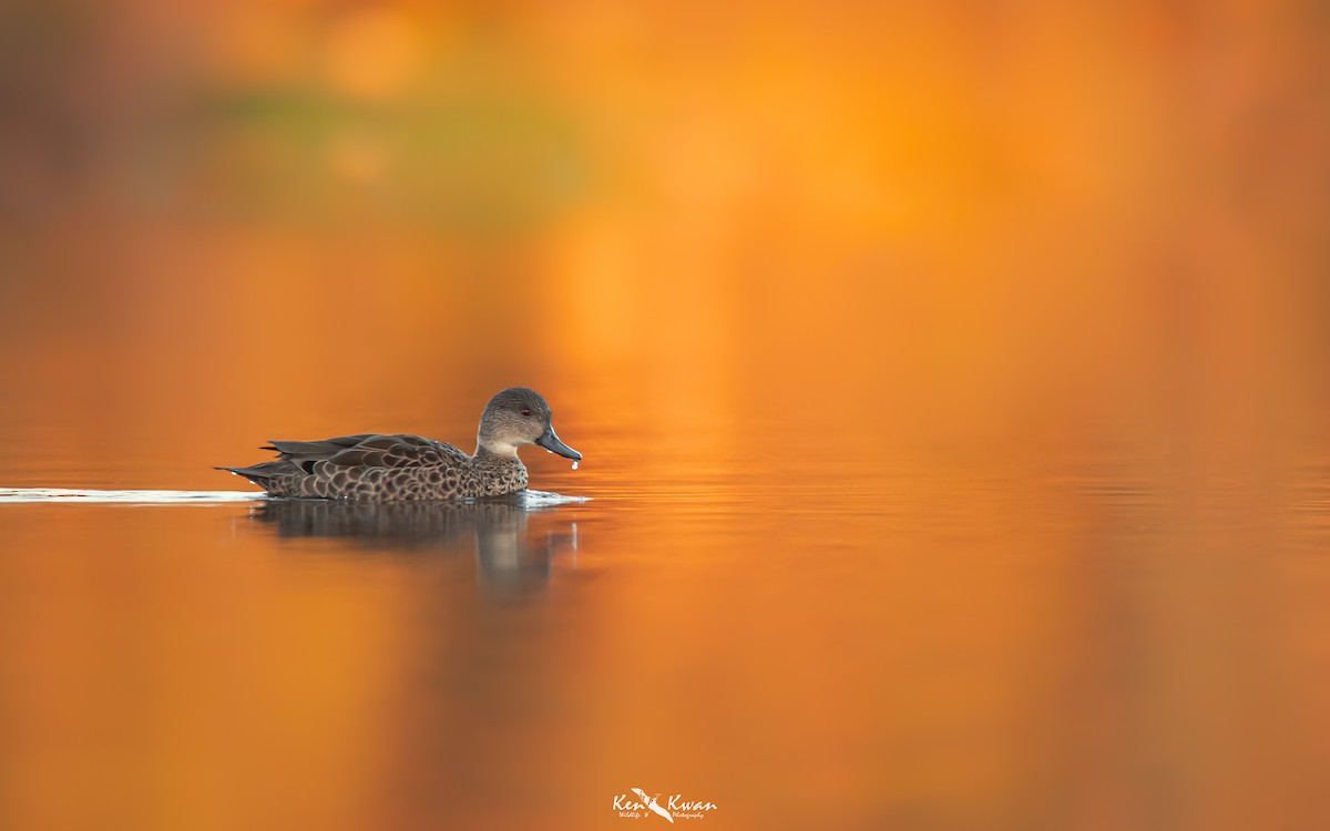 Gray Teal - ML271418541