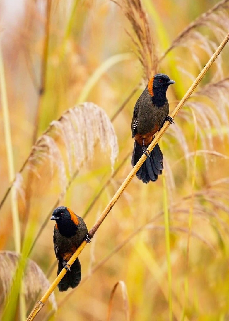 Rufous-necked Laughingthrush - ML271418931