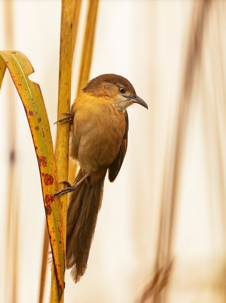 Slender-billed Babbler - ML271419181