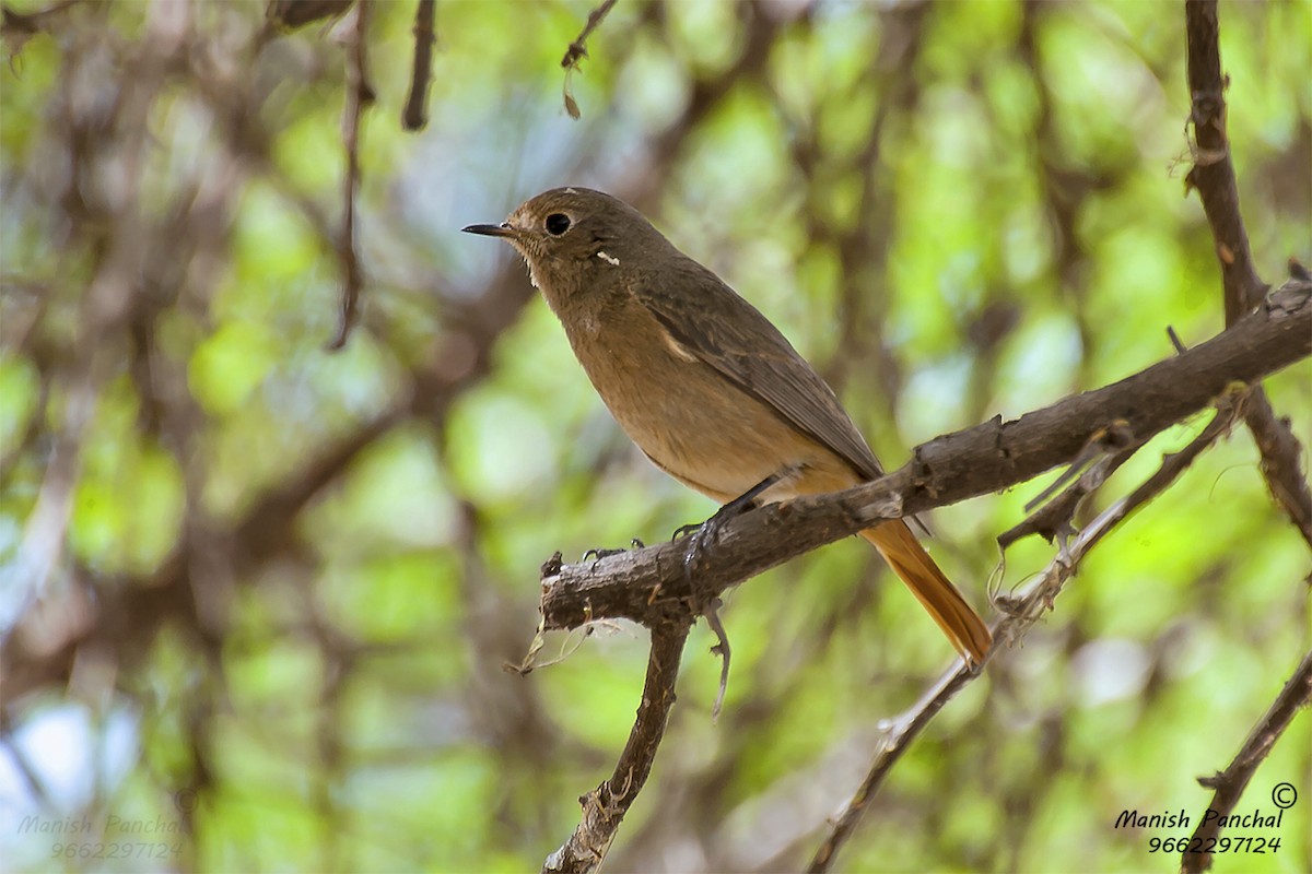 Black Redstart - Manish Panchal