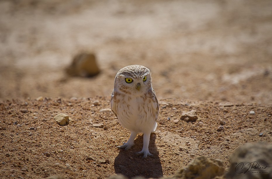 Little Owl - ML271421641