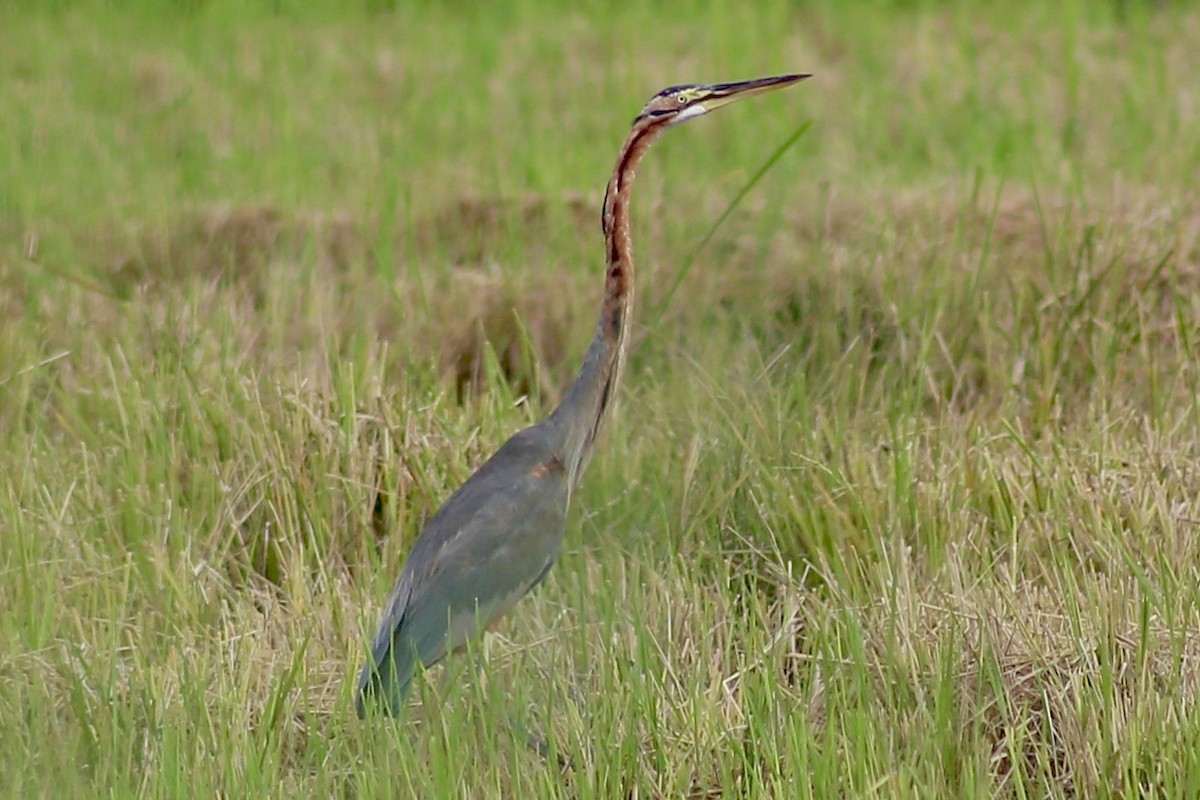 Purple Heron - ML271421781