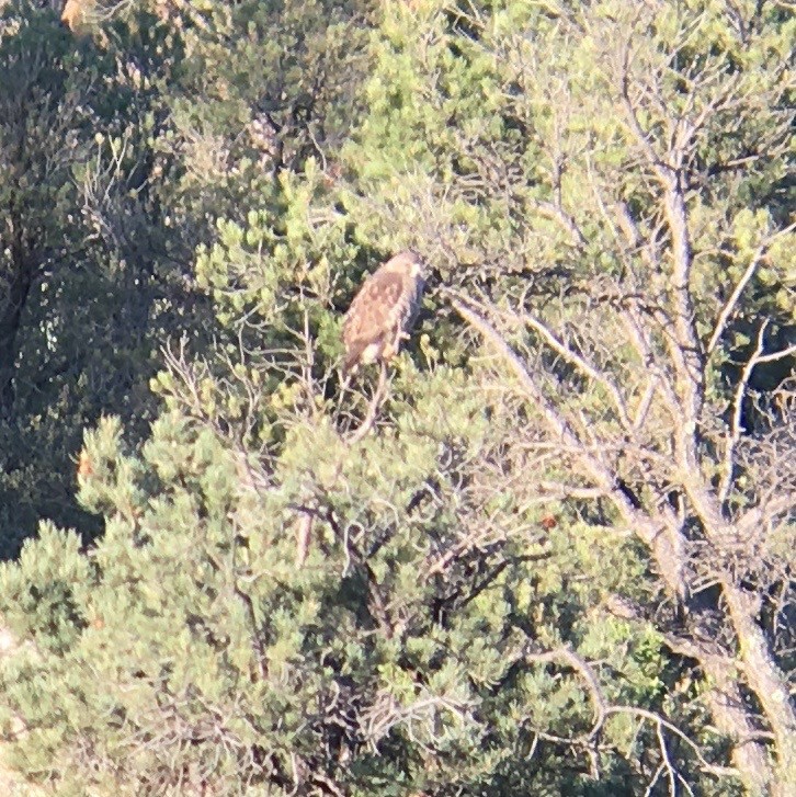 Broad-winged Hawk - ML27142211