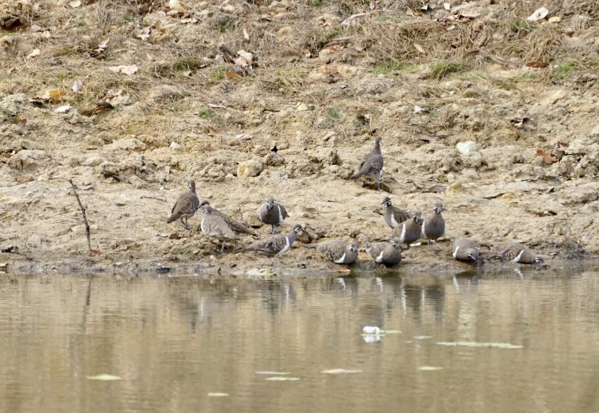 Squatter Pigeon - ML271422271