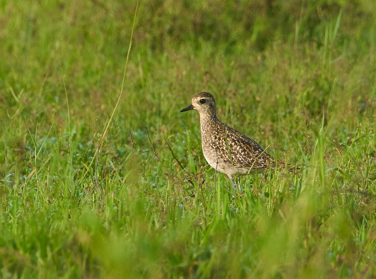 Pacific Golden-Plover - Raghavendra  Pai