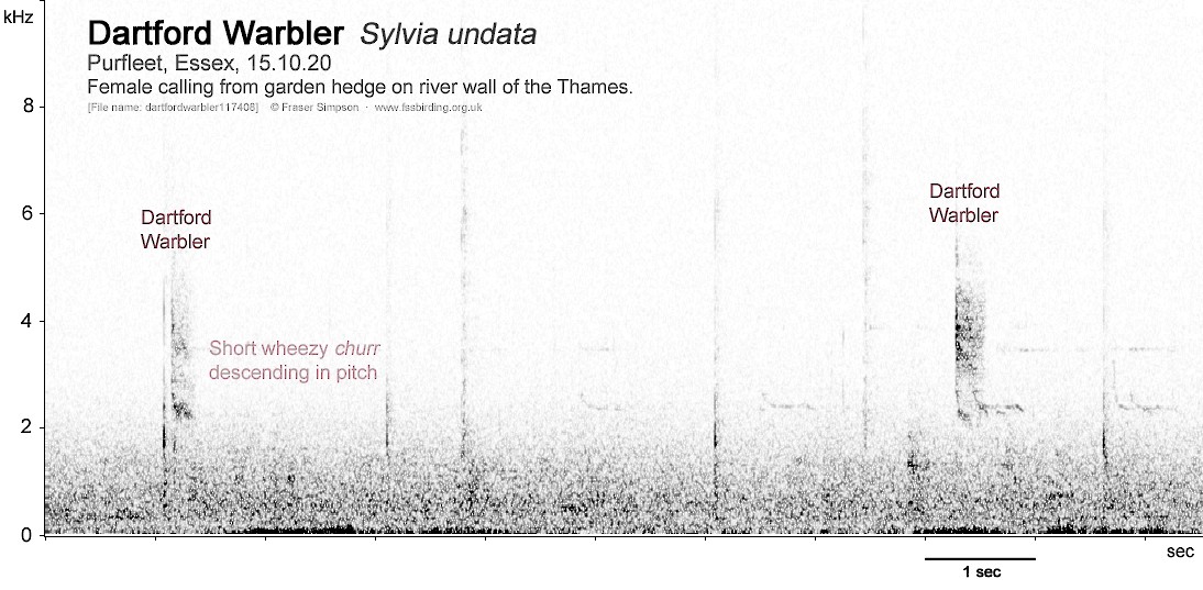 Dartford Warbler - ML271423891