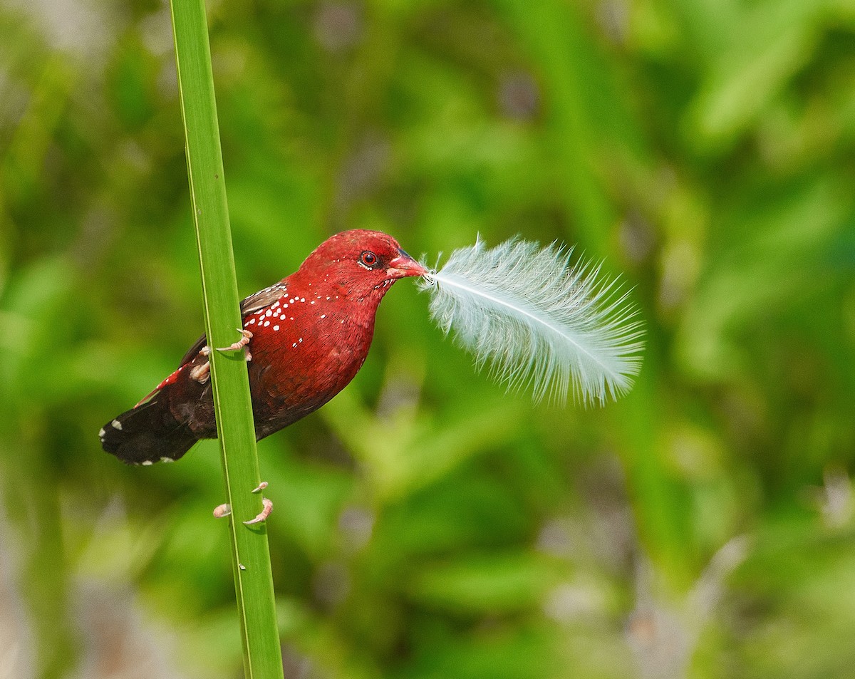 Red Avadavat - ML271423991