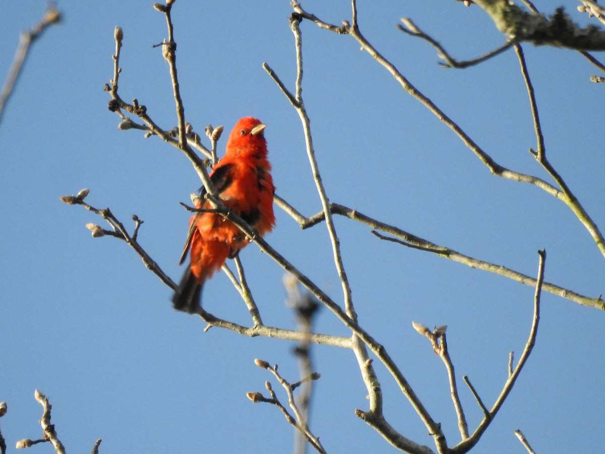 Scarlet Tanager - ML27142491