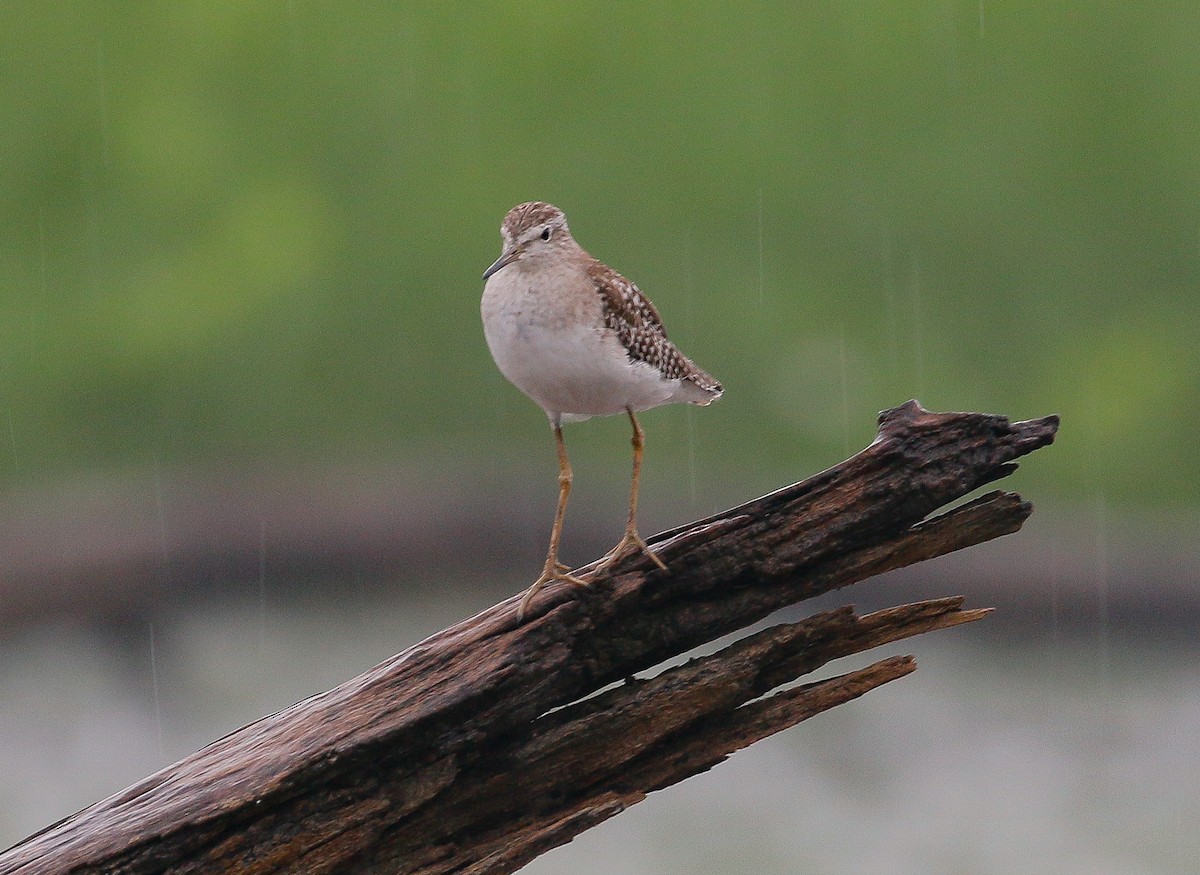 Wood Sandpiper - ML271424941