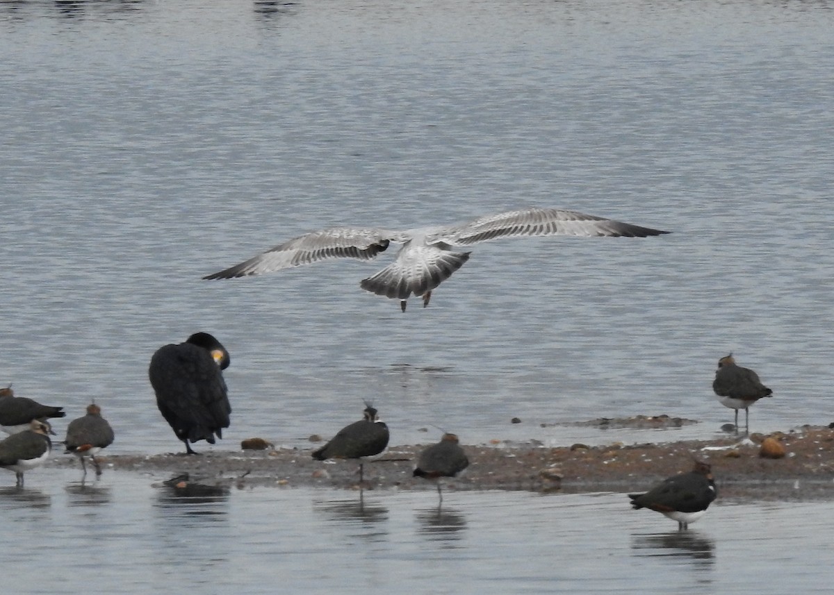 Goéland argenté (argentatus/argenteus) - ML271425041