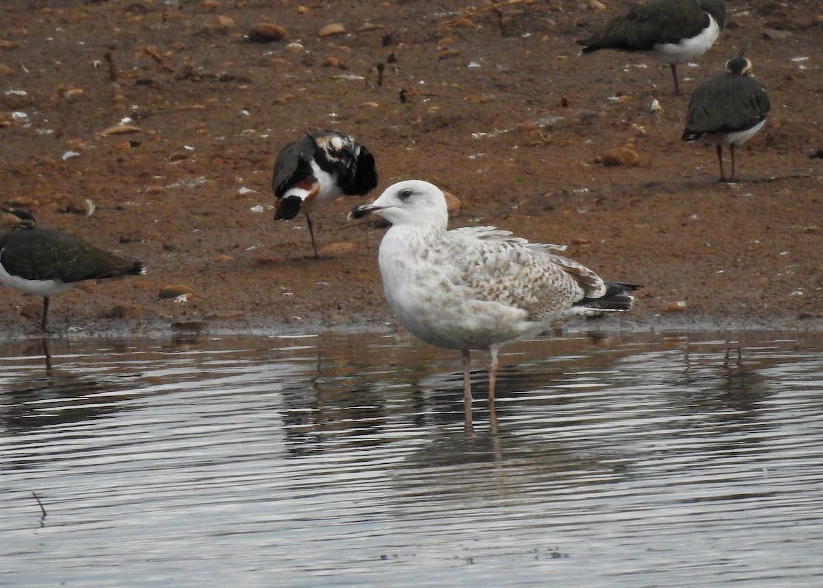 Goéland argenté (argentatus/argenteus) - ML271425051