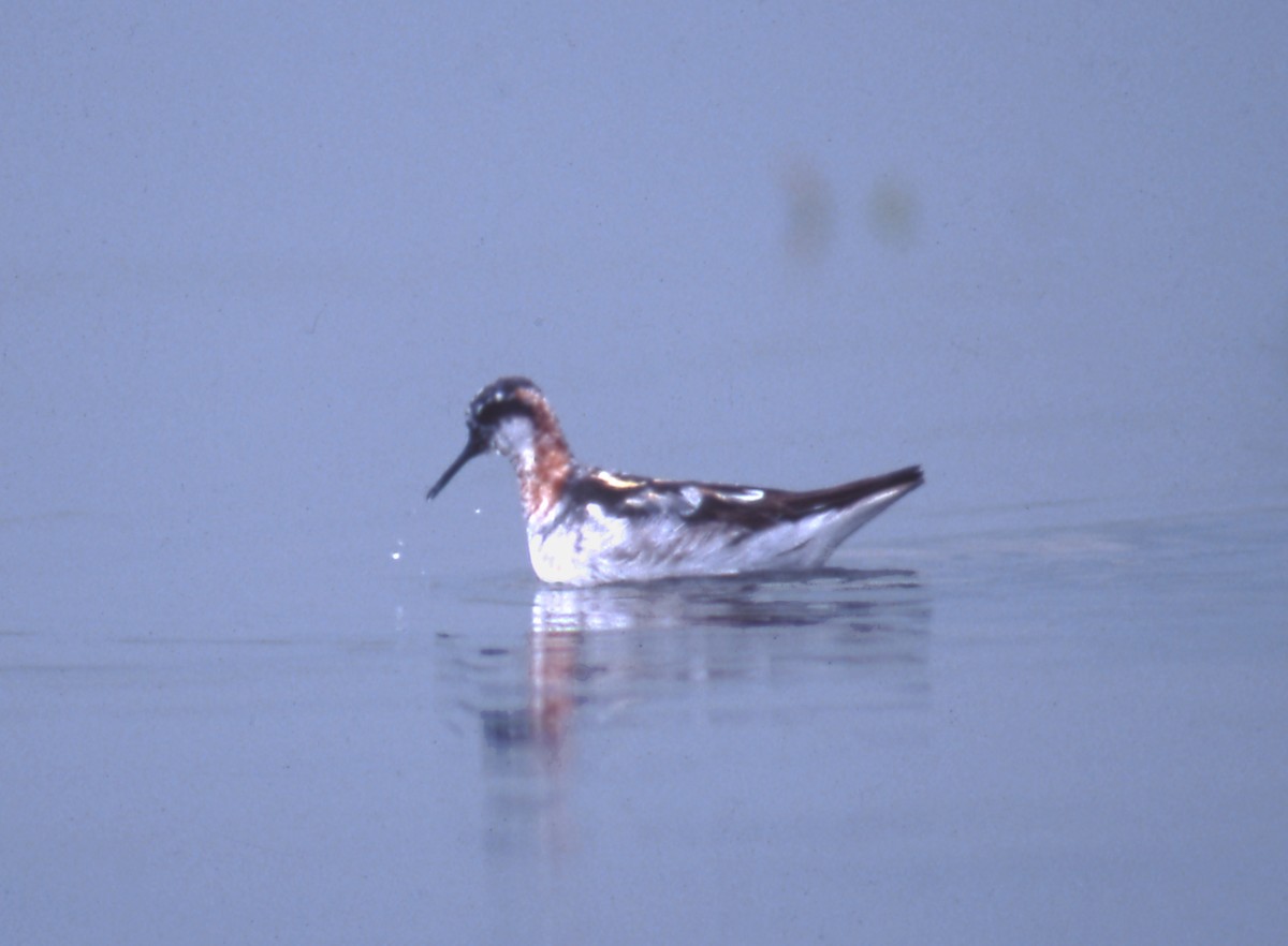 Red-necked Phalarope - ML271425111