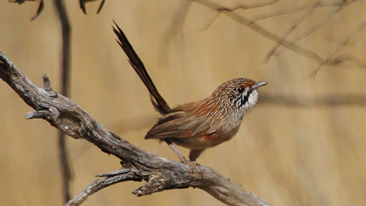 Striated Grasswren - Kevin Bartram