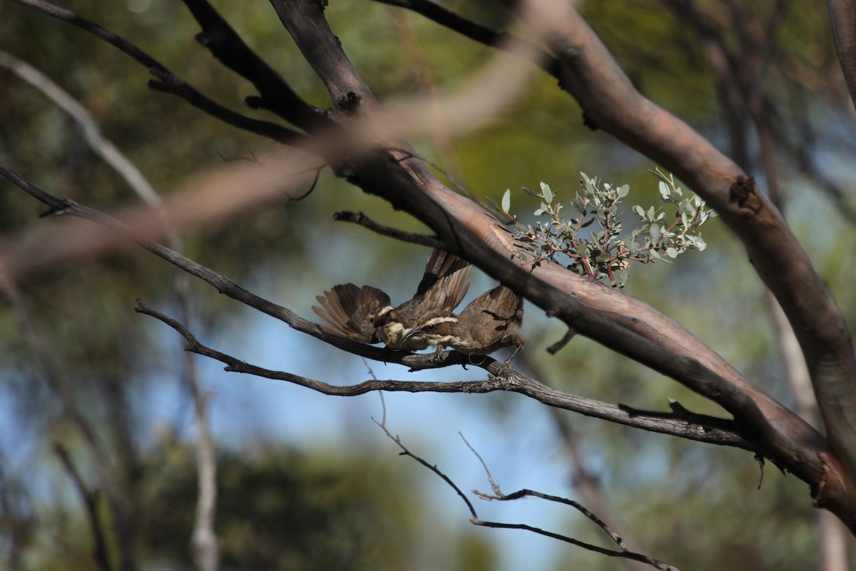 White-browed Babbler - ML271426081