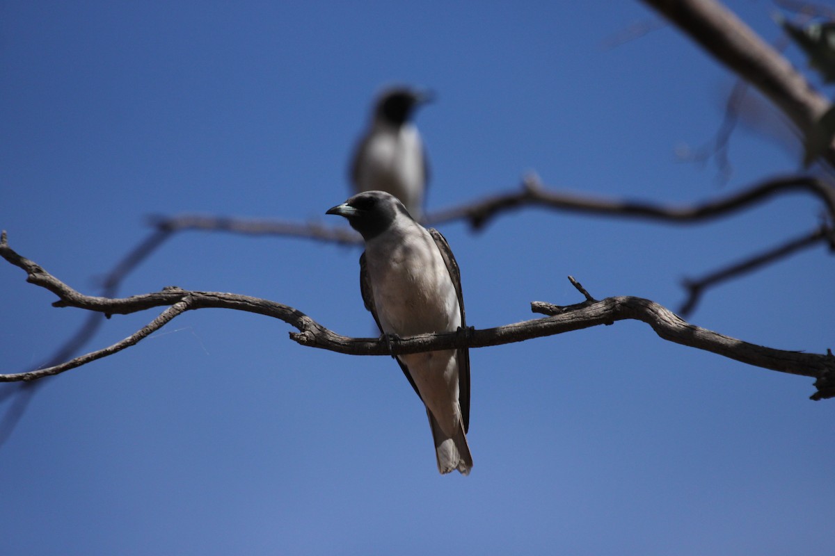 Masked Woodswallow - Kevin Bartram