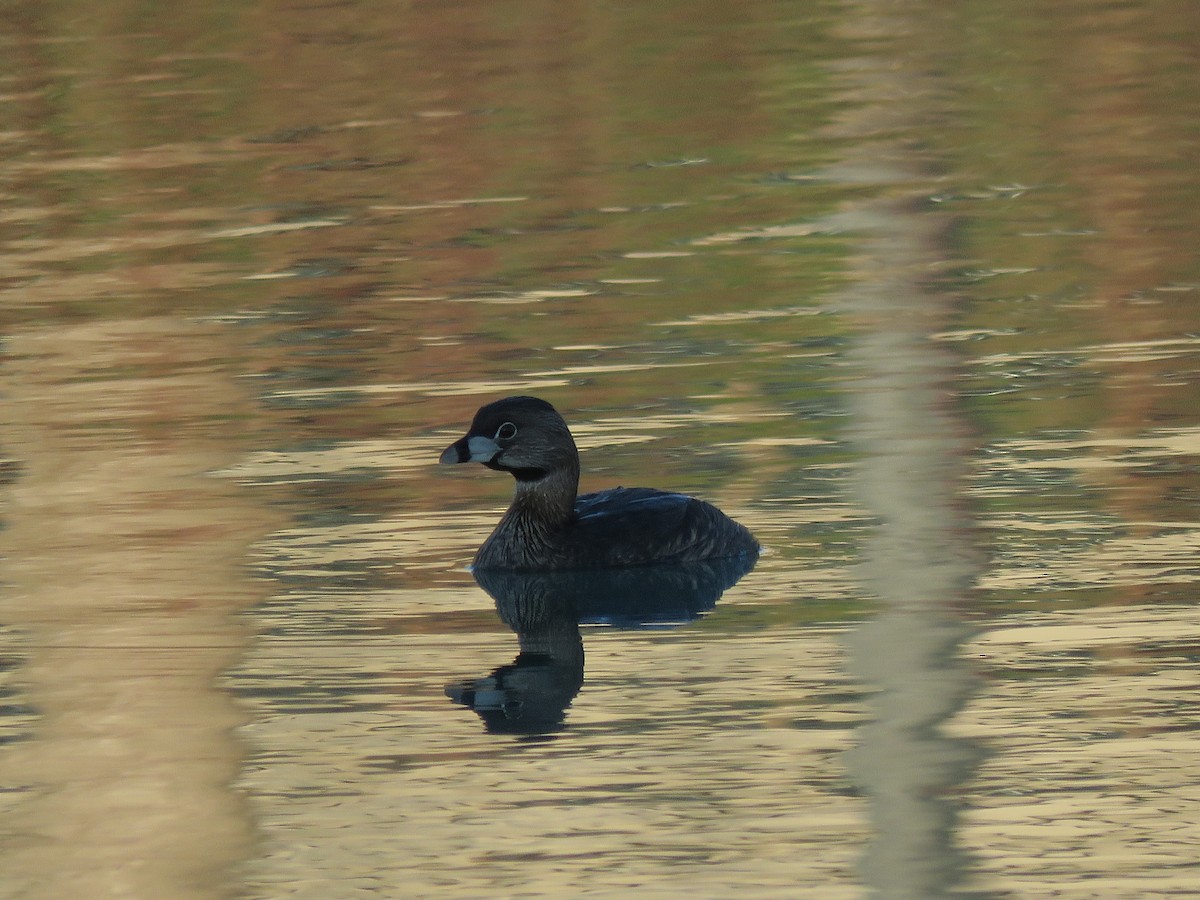 Pied-billed Grebe - ML27142901