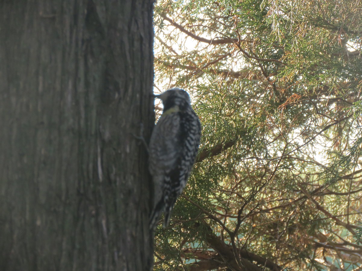 Yellow-bellied Sapsucker - ML27142981