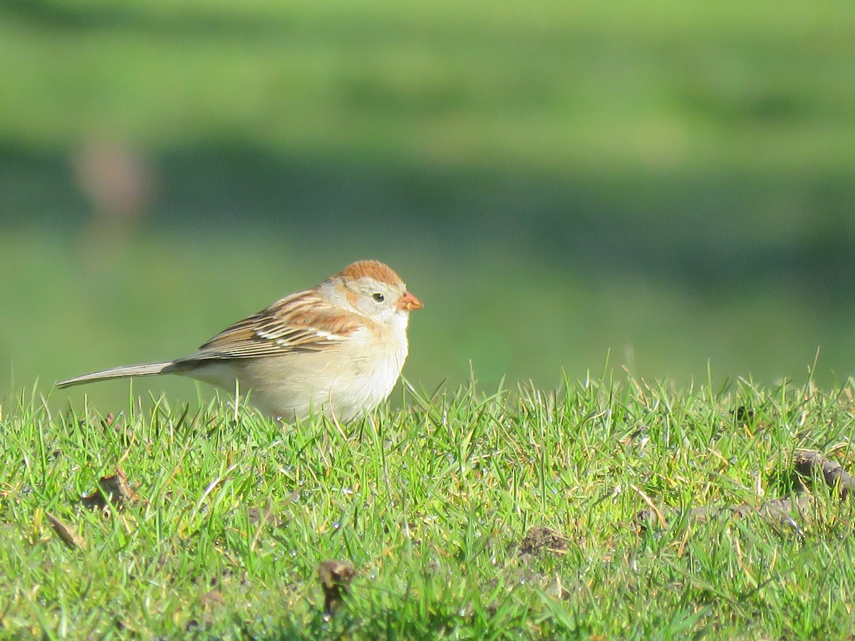 Field Sparrow - ML27143061