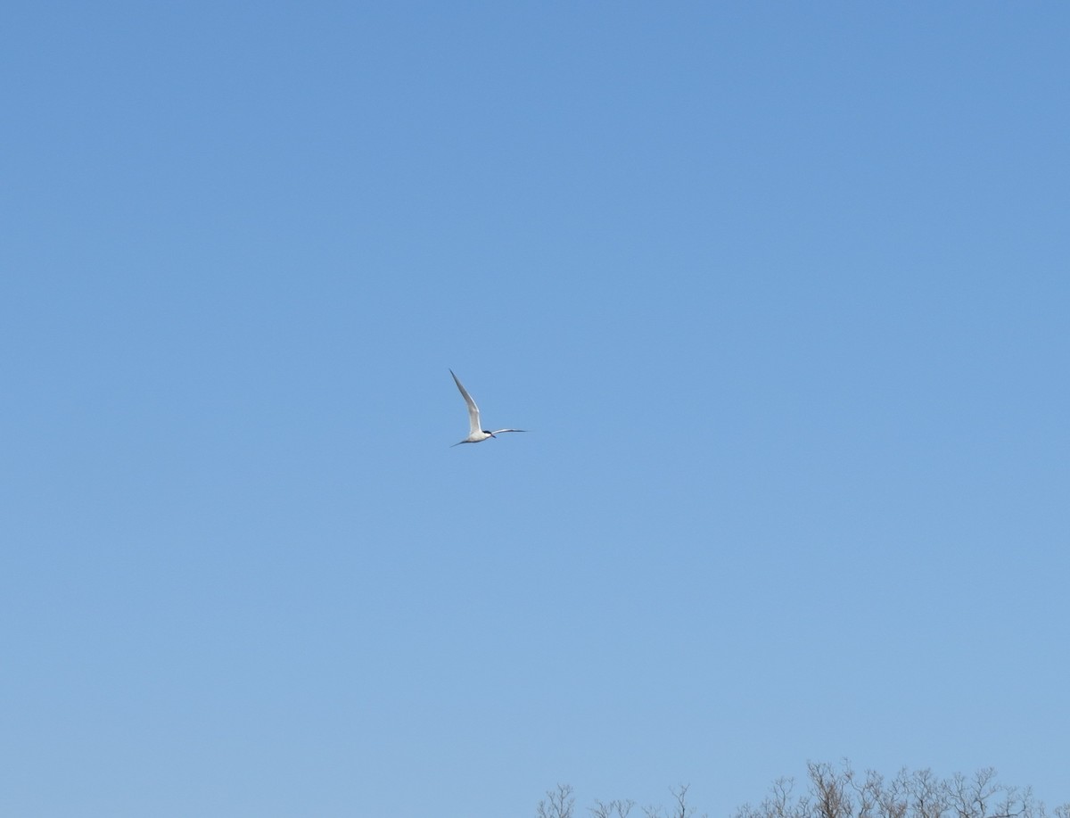 Caspian Tern - ML27143101