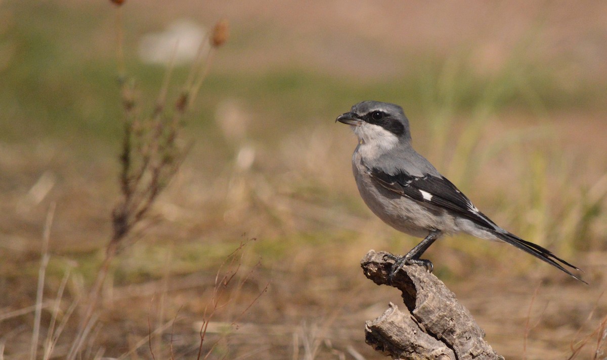 Iberian Gray Shrike - Sandra Fernandes