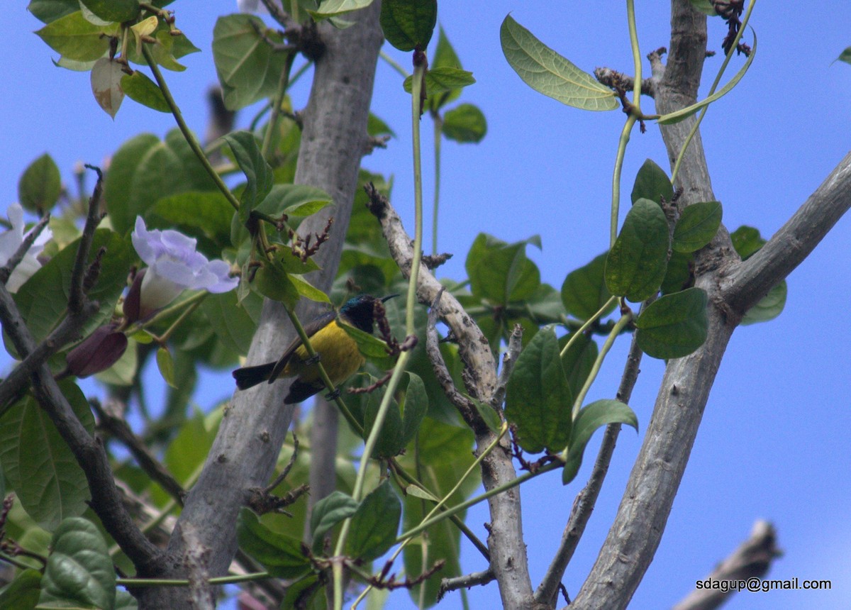 Purple-banded Sunbird - Suman Dasgupta