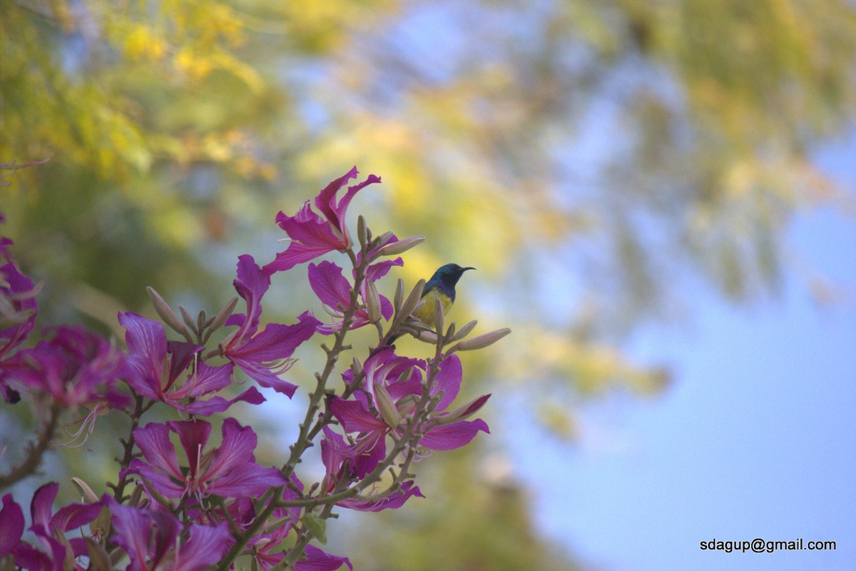 Purple-banded Sunbird - Suman Dasgupta