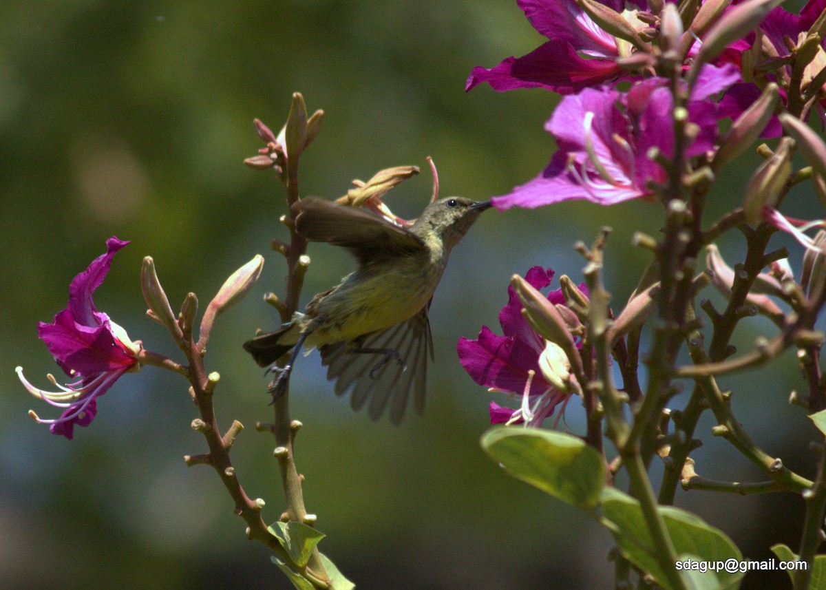 Purple-banded Sunbird - ML271433531