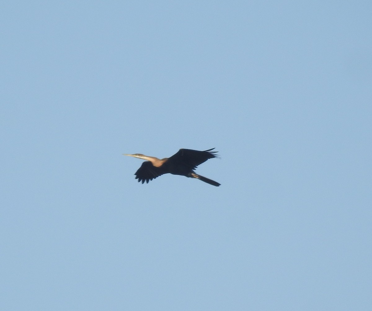 Anhinga Africana - ML271435451