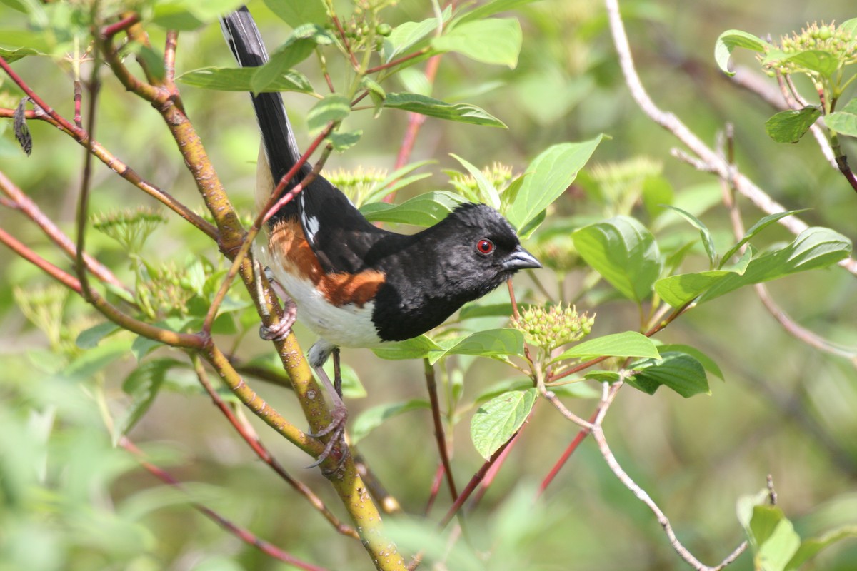 Eastern Towhee - ML271437281