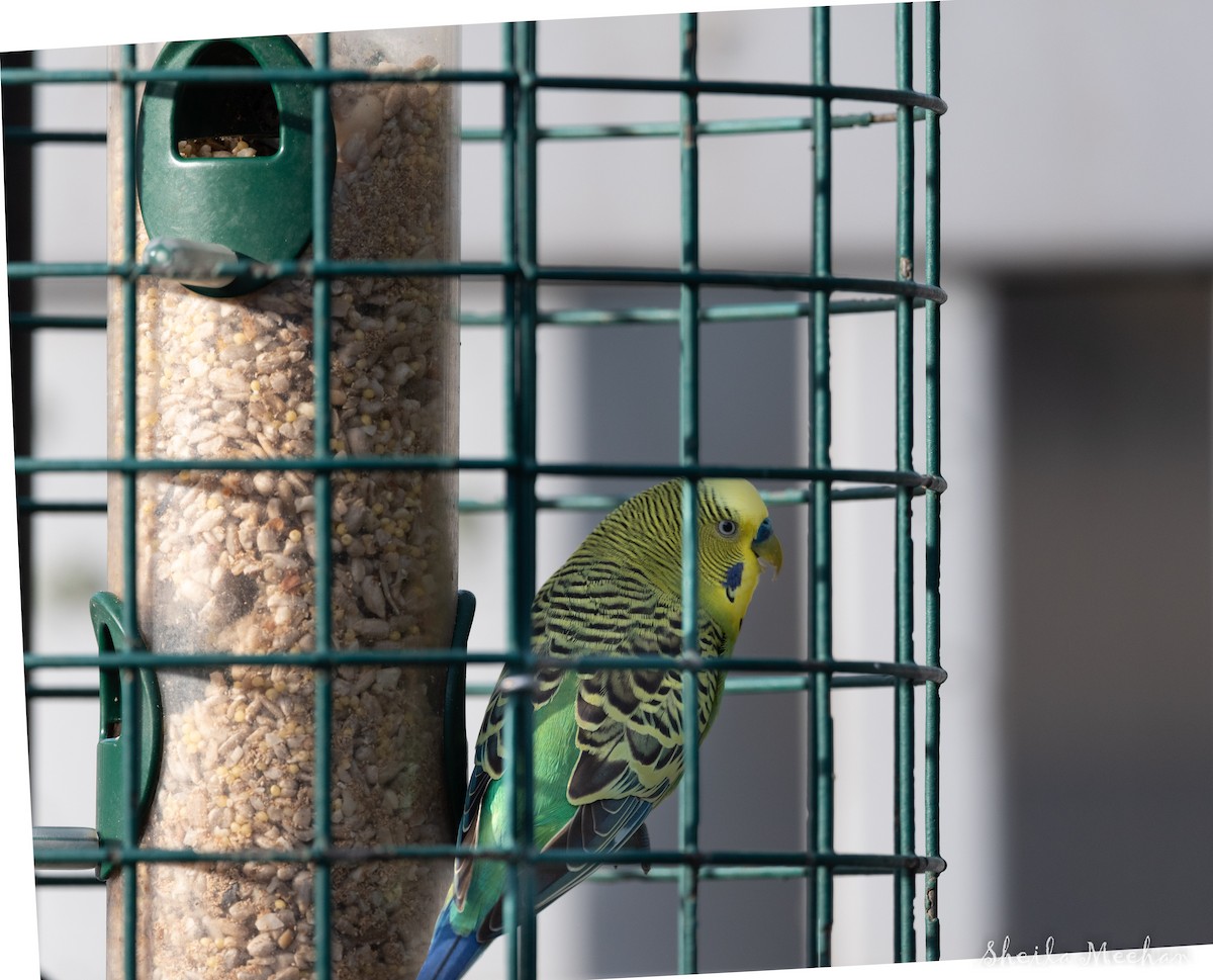 Budgerigar - Sheila Meehan