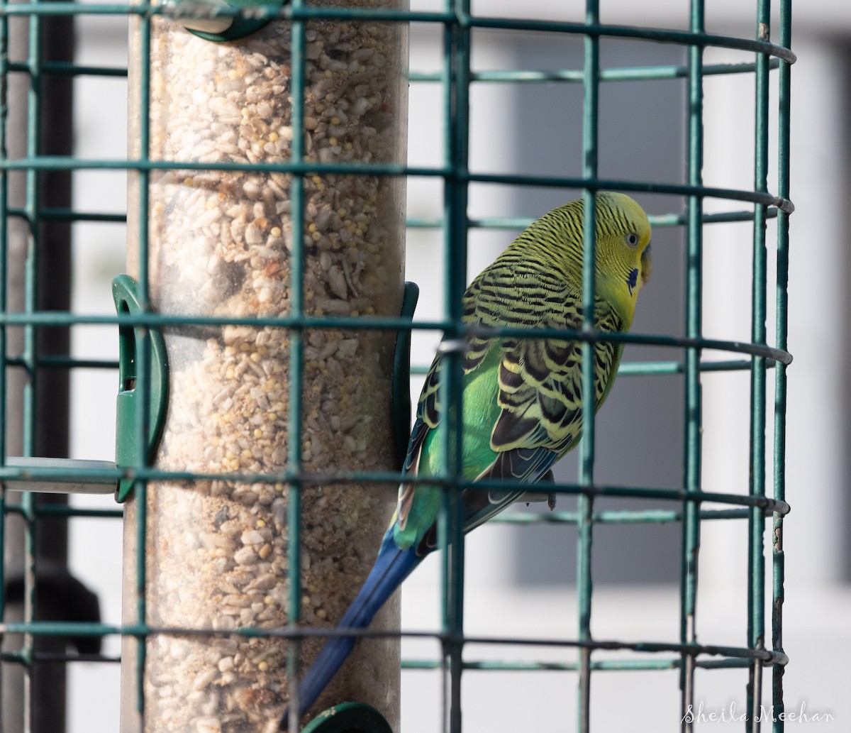 Budgerigar - Sheila Meehan