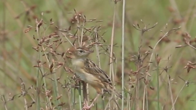 Zitting Cisticola - ML271438261