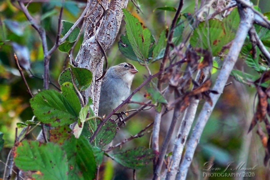 White-crowned Sparrow - ML271438511