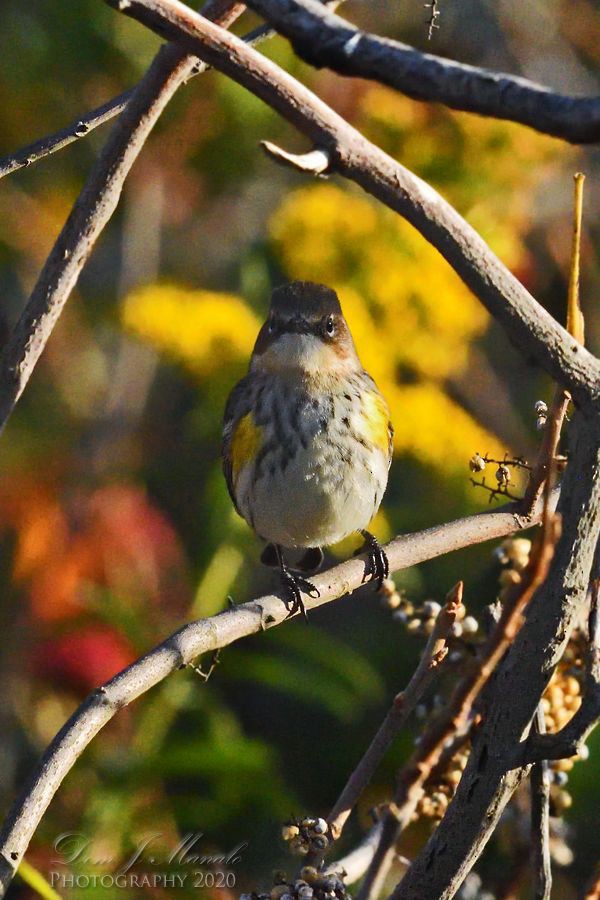 Yellow-rumped Warbler - ML271438541